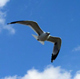 Carl Benedict offers online counseling on his web site Serenity Online Therapy.