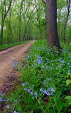 Our very life depends on everthing's recurring 'til we answer from within. Photo of a forest road by Carl Benedict